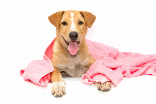 dog after the bath with a pink towel isolated on white backgrou